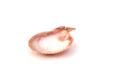 Close up of ocean shell isolated on white background. Stock Photos