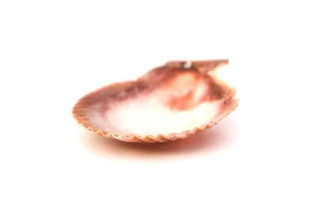 Close up of ocean shell isolated on white background. Stock Photos