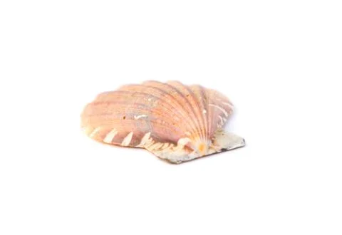 Close up of ocean shell isolated on white background. Stock Photos