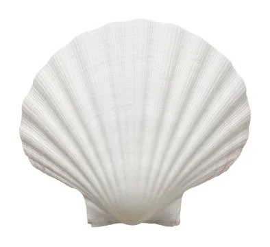 Close up of ocean shell isolated on white background Foto stock