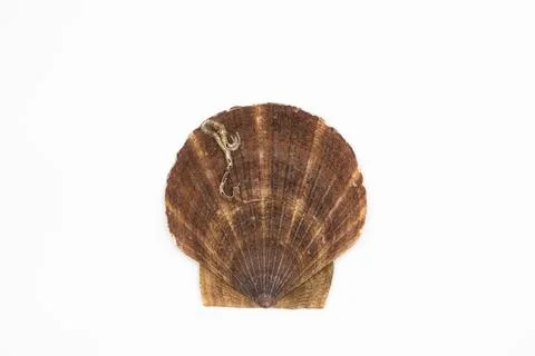 Close up of ocean shell isolated on white background seashells Foto stock