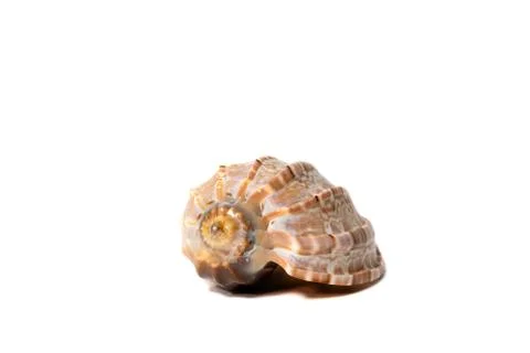 Close-up ocean snail shell on isolated white background Stock Photos