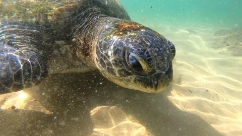 Close up ocean turtle swimming under water gopro 240fps slow motion Stock Footage 84755030