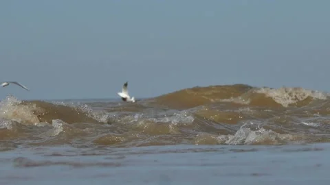 Close-up of ocean waves with a seagull flying above Stock Footage 318194391