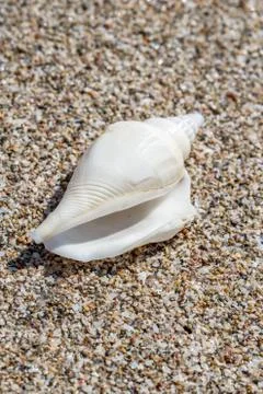 Close up of ocean white shell on the sand background Stock Photos