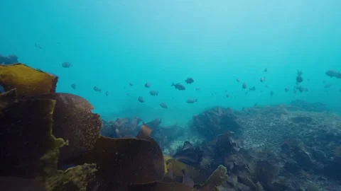 Close up oceanography of kelp swaying in the current and fish swimming Stock Footage 303551024