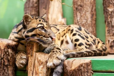 Close-up of an Ocelot - Leopardus pardalis - on a branch. The wild cat starin Stock Photos