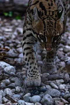 Close-Up of an Ocelot Walking Over Pebbles Stock Photos
