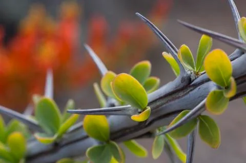 Close-Up of Ocotillo Cactus Stock Photos