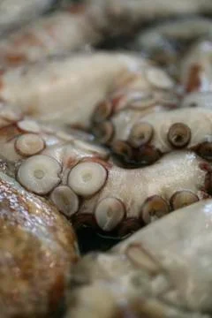 Close up of Octopus arms Stock Photos