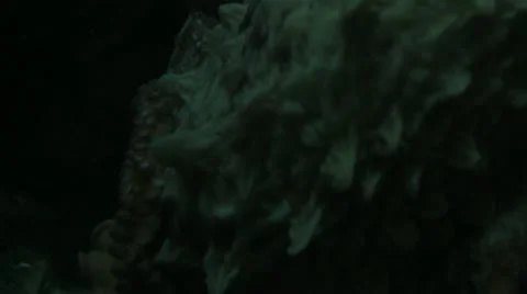 Close-up of an Octopus Breathing Underwater 스톡 동영상 21374858