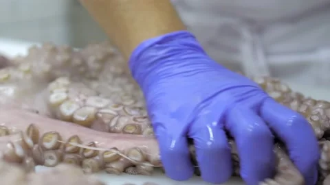 Close-up of an octopus. A chef in blue gloves massages an octopus on the kitchen Stock Footage 167242944