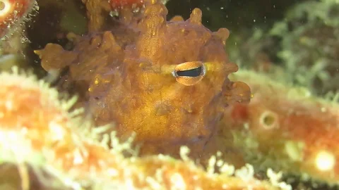 Close up of octopus eye Stock Footage 102033566