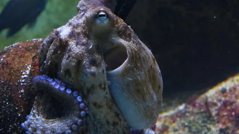 Close up of octopus Stock Footage 119446173