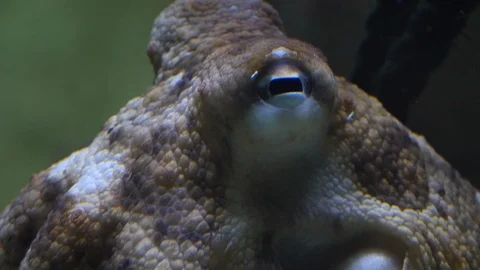 Close up of octopus Stock Footage 119446397