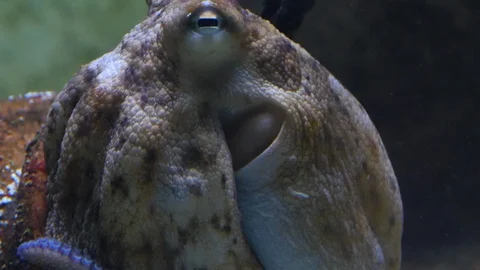 Close up of octopus Stock Footage 119446425