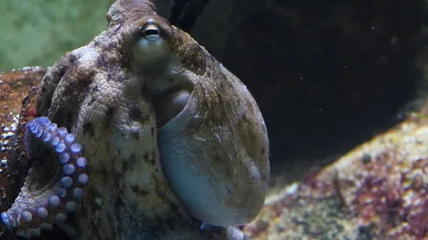 Close up of octopus Stock Footage 119446978