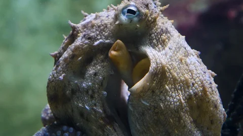 Close up of octopus Stock Footage 119495534