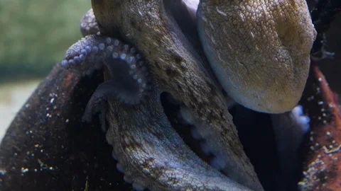 Close up of octopus Stock Footage 119495902