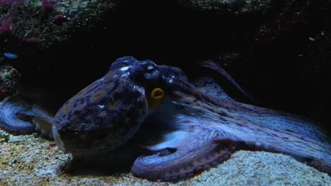 Close up of octopus Stock Footage 135041619