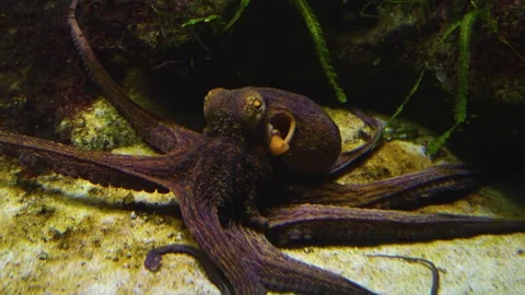 Close up of octopus Stock Footage 244549547