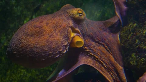 Close up of octopus Stock Footage 244552704