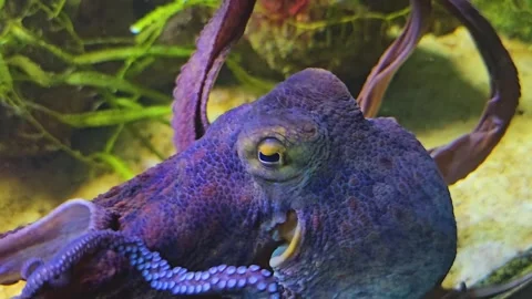 Close up of octopus Stock Footage 245048346