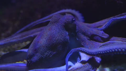 Close up of octopus  Stock-Footage 257126479