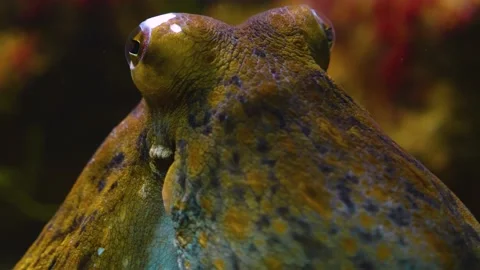 Close up of octopus head and eye underwater. Video stock 143918215