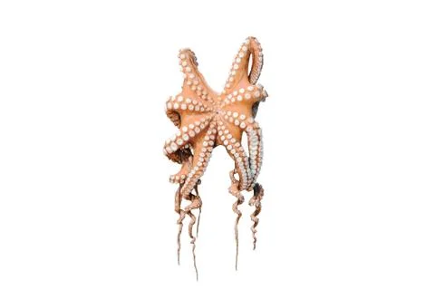 Close-Up Octopus Isolated On White Background Stock Photos