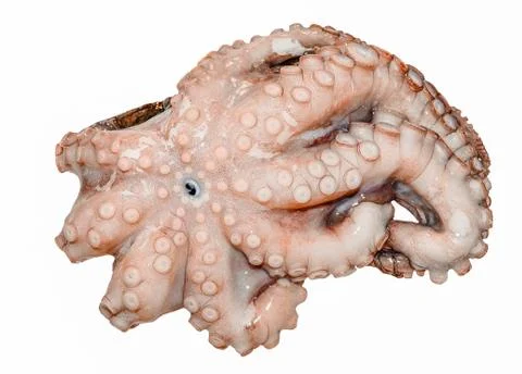 Close-Up Octopus Isolated On White Stock Photos