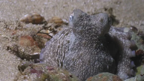 Close up of Octopus looking out of his hiding place, Atlantic Ocean Stock Footage 167073086