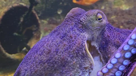 Close up of an octopus moving  Stock Footage 245045569