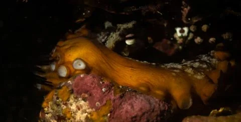 Close up octopus Foto stock