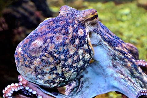 Close up of an octopus Stock Photos