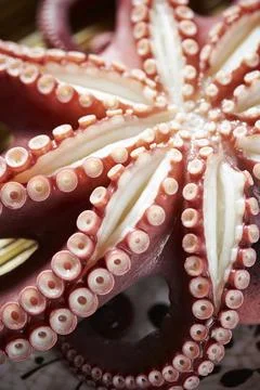Close up of octopus on a plate Stock Photos