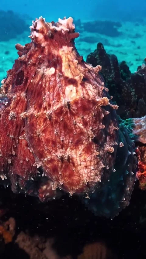 Close up of an octopus in the sea Stockbeeldmateriaal 333824617