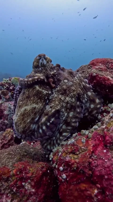 Close up of an octopus in the sea 库存影片 333824649