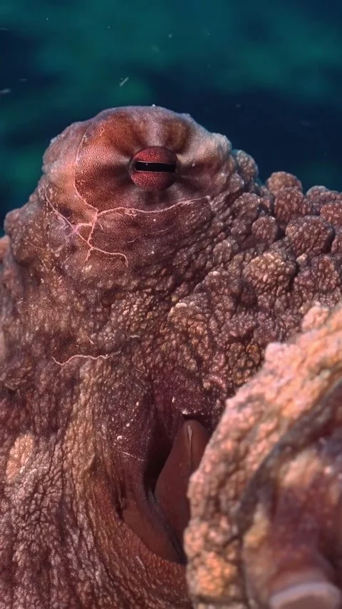 Close up of an octopus in the sea Stockbeeldmateriaal 333824656