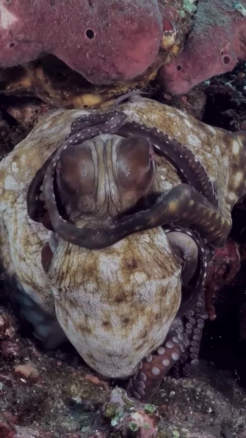 Close up of an octopus in the sea Видео 333824668
