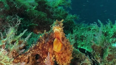 Close up of octopus sitting on reef breathing heavily in strong current Stock Footage 146182050