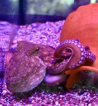 Close-up of Octopus Tentacles and Eye in Vibrant Purple Neon Light Stock Photos