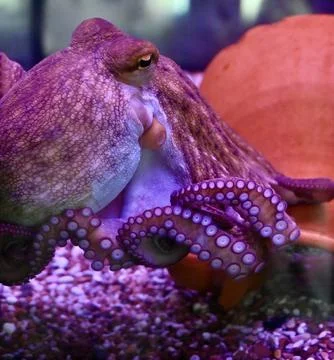Close-up of Octopus Tentacles and Eye in Vibrant Purple Neon Light Stock Photos