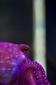Close-up of Octopus Tentacles and Eye in Vibrant Purple Neon Light Stock Photos
