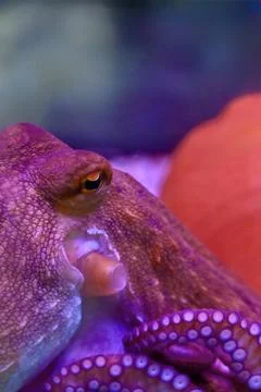 Close-up of Octopus Tentacles and Eye in Vibrant Purple Neon Light Stock Photos