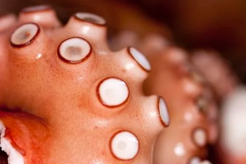 Close up of octopus tentacles baking in the pot Stock Photos
