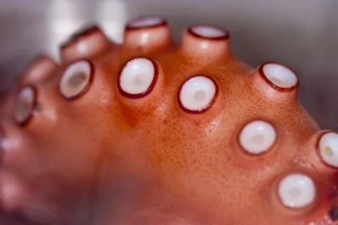 Close up of octopus tentacles baking in the pot Stock Photos