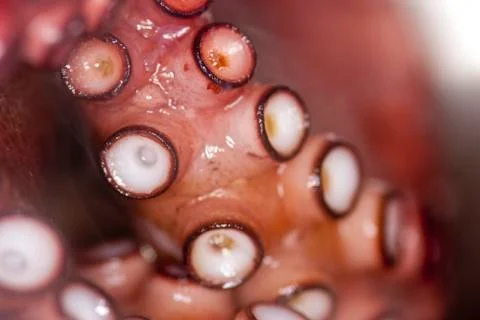 Close up of octopus tentacles baking in the pot Stock Photos
