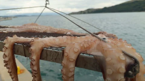 Close up of Octopus Tentacles Drying by the Sea Stock-Footage 336582055