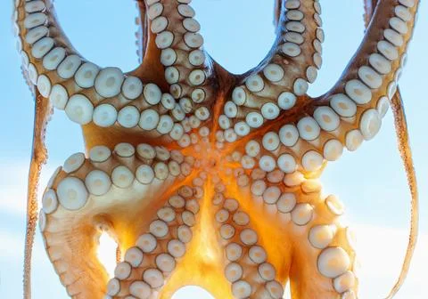Close-up of octopus tentacles drying in the sun in Greece, seafood dish Stock Photos